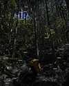 Widget image