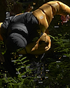 Widget image