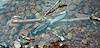 Widget image