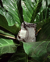 Widget image