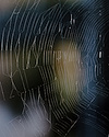 Widget image