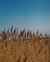 Widget image