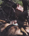 Widget image