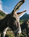 Widget image